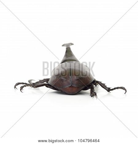 Beetle Wing Is Also Known As Hard Or That Xylotrupes Gideon