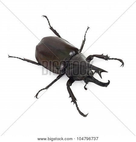 Beetle Wing Is Also Known As Hard Or That Xylotrupes Gideon