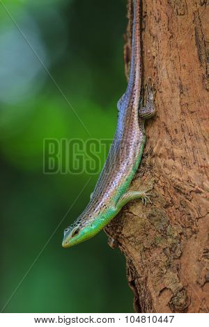 Olive Tree Skink