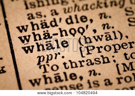 Close-up Of An Opened Dictionary Showing The Word Whale