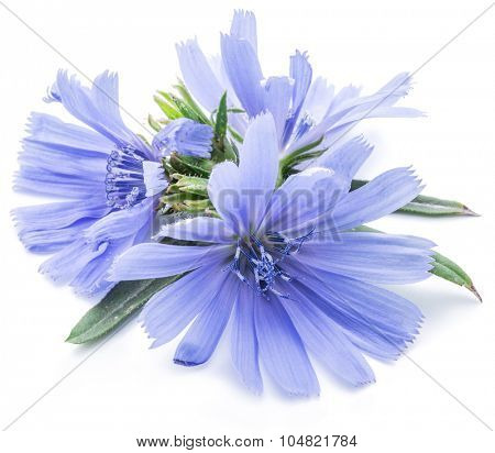 Cichorium intybus - common chicory flowers isolated on the white background.