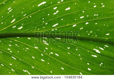 Back-lit calla lily leaf decorated with translucent speckles