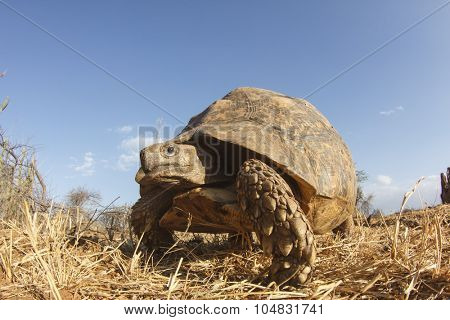 Leopard Tortoise