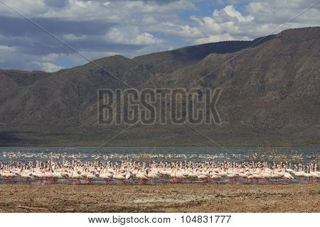 Flock Greater and Lesser Flamingoes Lake Bogoria East Africa Rift Valley Kenya