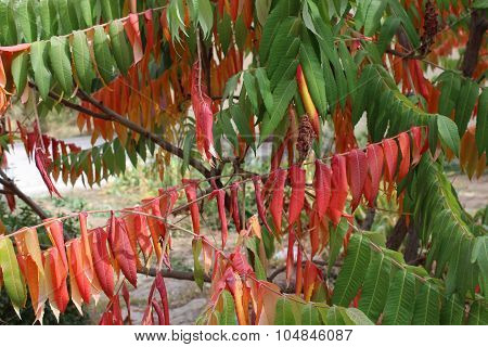 Autumn leaves