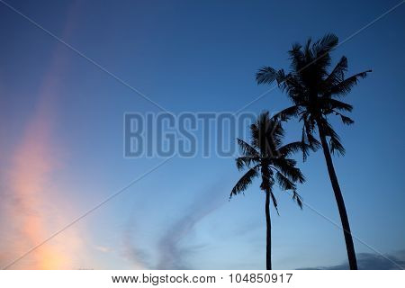 Silhouette of coconut trees during beautiful sunset