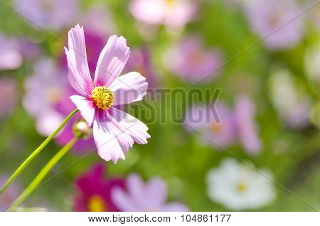 Mexican Aster Flower ,cosmos Flower
