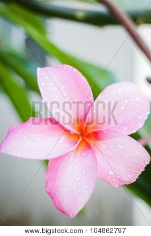 The Beauty Of Flowers Inhome Garden