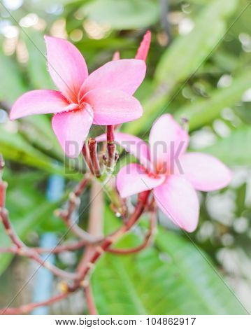 The Beauty Of Flowers Inhome Garden