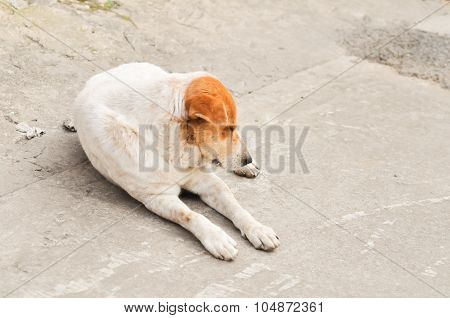 Sleepy Soi Dog