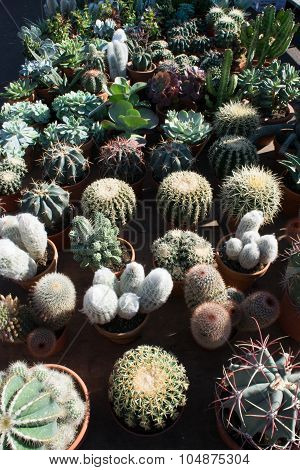 Cactus Market In The City Of Aarhus Denmark