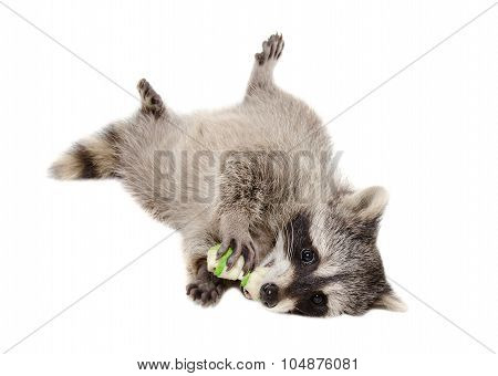 Funny raccoon chewing rawhide bone