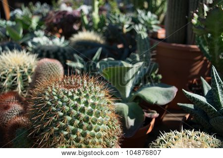 Cactus Market In The City Of Aarhus Denmark