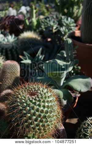 Cactus Market In The City Of Aarhus Denmark