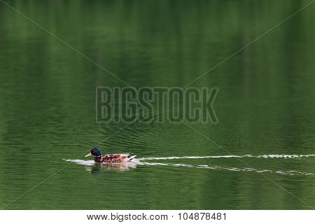Duck