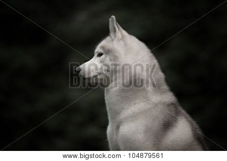 Beautiful Siberian Husky dog like a wolf