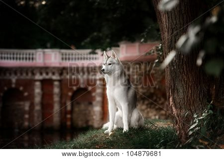 Beautiful Siberian Husky dog like a wolf