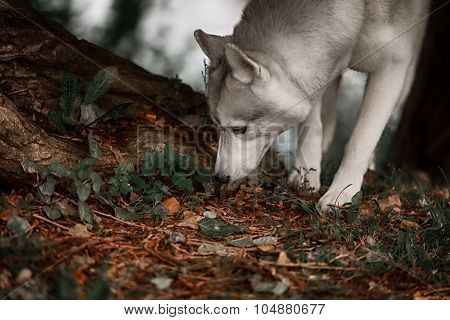 Beautiful Siberian Husky dog like a wolf