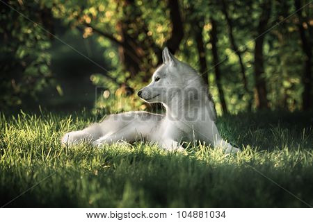 Beautiful Siberian Husky dog like a wolf
