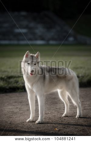 Beautiful Siberian Husky dog like a wolf