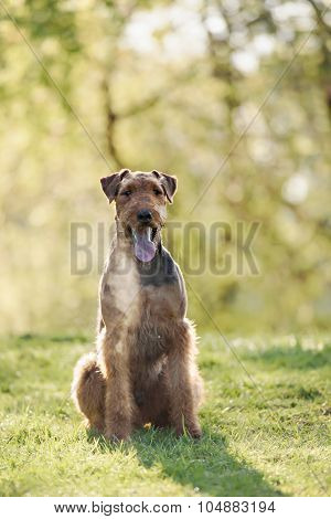 The portrait of Airedale Terrier