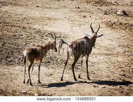 Couple Of Antelope Walking