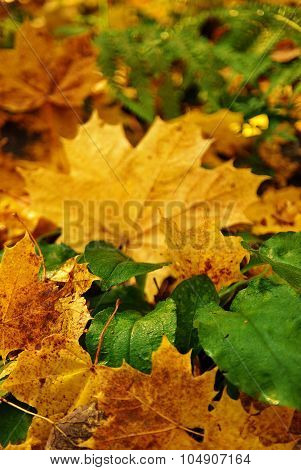 A carpet of fallen leaves on the ground in the autumn forest