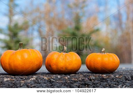 Autumn Halloween pumpkins