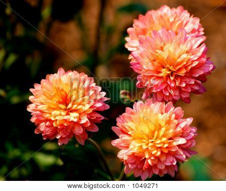 Flowers_1
