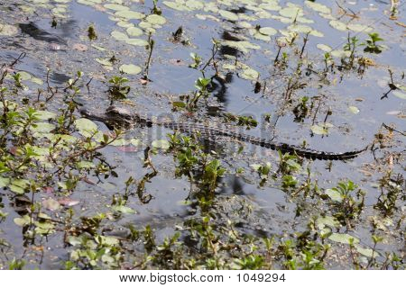 American Alligator
