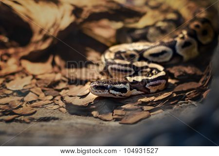 Eastern Brown Snake