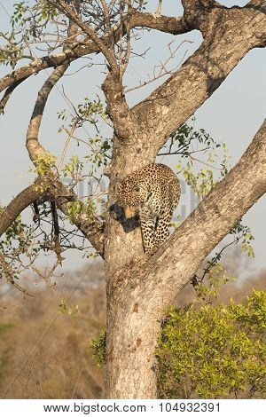Leopard Climbing Down A Tree