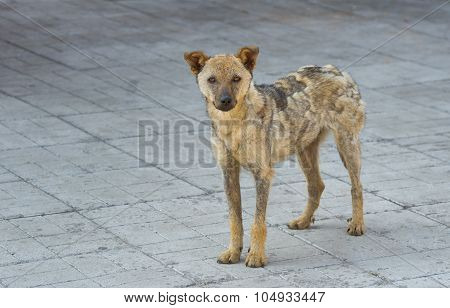 Dog recovered from ringworm