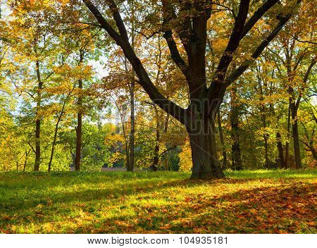 Oak Tree In Fall.