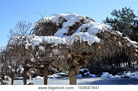 SNOW