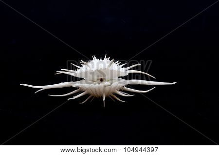 Sea shell isolated in black,Marine sea shell in a studio setting against a dark background. Sea shel