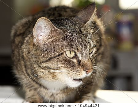 Serious cat, cat at home, proud cat