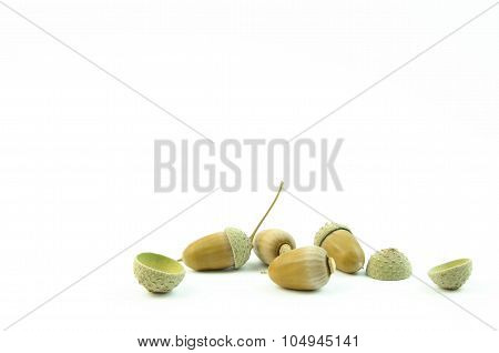Acorn