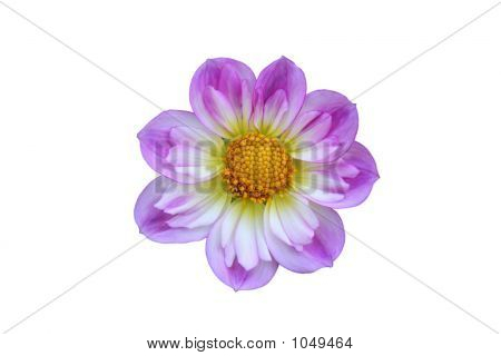 부활절 보 닛 꽃-절연