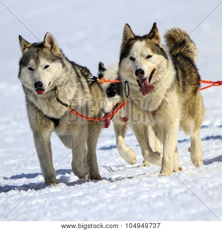 Husky sled dog team at work