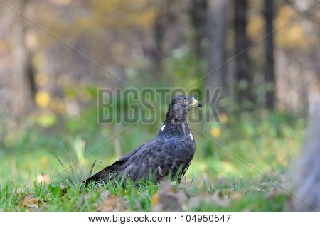 Honey Buzzard Near Autumn Forest