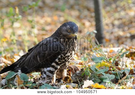 Honey Buzzard Among Autumn Yellow Leaves