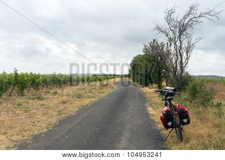 Vineyard In Languedoc-roussillon (france)