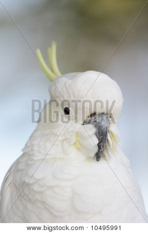Большой желтохохлый какаду (cacatua галерита)