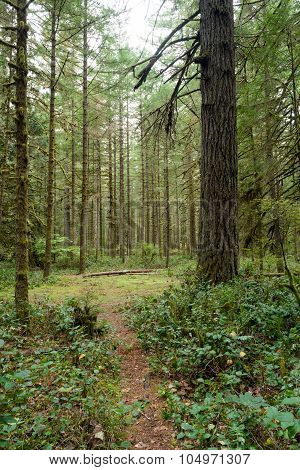 Forest Trail Wooded Area Oxbow Regional Park Oregon