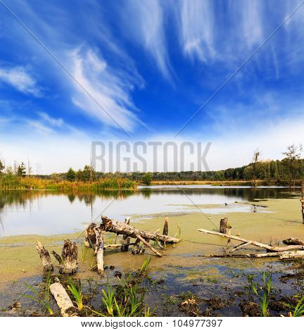 Autumn landscape on bog with dead woods