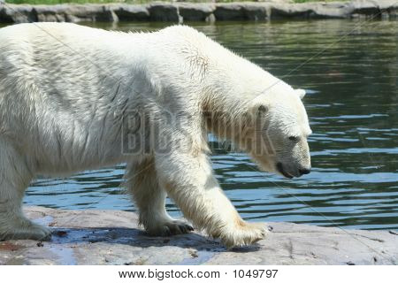 Orso polare 23