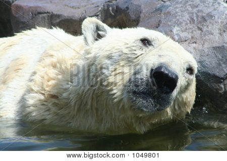 Orso polare 21