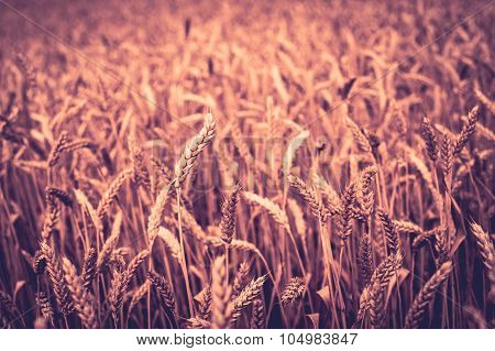 Photo Of Background, Backdrop Of  Ears On The Beautiful Wheat Field Toned In Retro Vintage Style