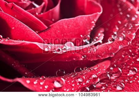 Beautiful Rose With Water Drops